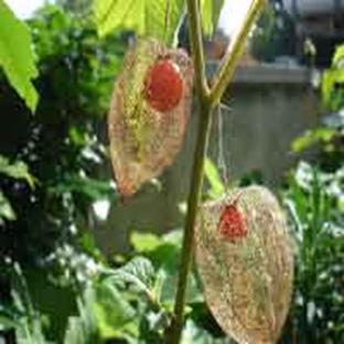 Description: http://www.beytoote.com/images/stories/health/physalis.jpg